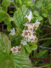 Rubus saxatilis