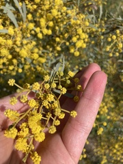 Acacia decora