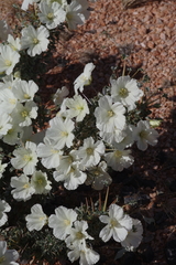 Monsonia