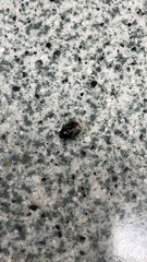 Pangaeus bilineatus