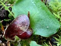 Corybas incurvus