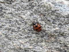 Hippodamia caseyi