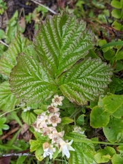 Rubus saxatilis