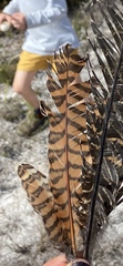 Centropus phasianinus