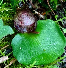 Corybas incurvus