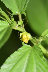 Corchorus olitorius