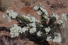 Monsonia
