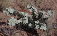 Monsonia