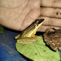 Indosylvirana