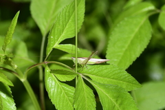 Conocephalus maculatus