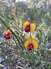 Isotropis cuneifolia