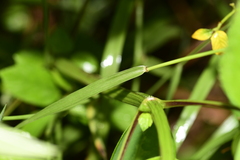 Dactyloctenium aegyptium