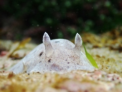 Alloiodoris lanuginata