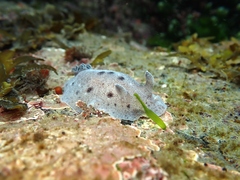 Alloiodoris lanuginata