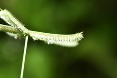 Dactyloctenium aegyptium