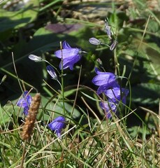 Campanula scheuchzeri