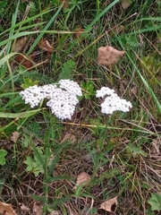 Achillea setacea