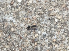 Brachyponera chinensis