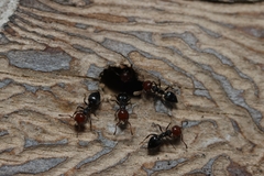 Crematogaster scutellaris