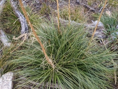 Xerophyllum tenax