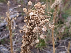 Xerophyllum tenax