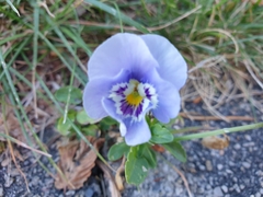 Viola × wittrockiana