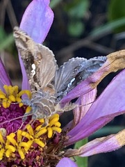 Chrysodeixis