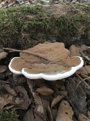 Ganoderma applanatum