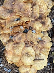 Desarmillaria caespitosa