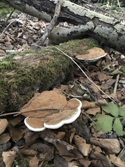 Ganoderma applanatum