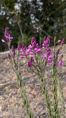 Comesperma hispidulum