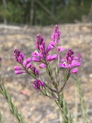 Comesperma hispidulum