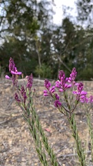 Comesperma hispidulum