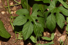 Ipomoea pes-tigridis