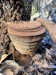 Ganoderma australe