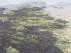 Zostera muelleri