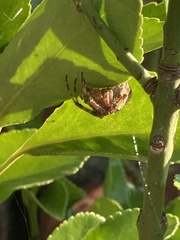 Araneus diadematus