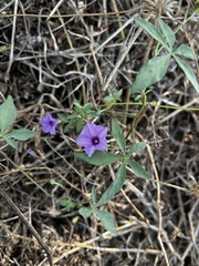 Ipomoea cairica