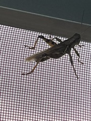Melanoplus differentialis