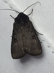 Euxoa velleripennis
