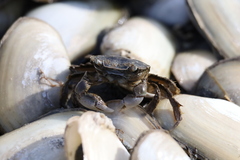 Hemigrapsus crenulatus