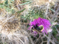 Bombus campestris