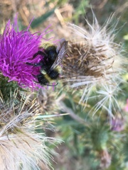 Bombus campestris