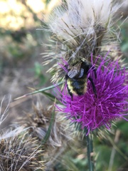 Bombus campestris