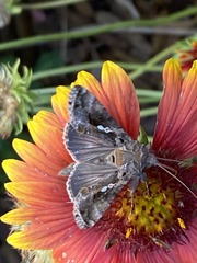 Chrysodeixis