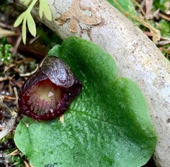 Corybas incurvus