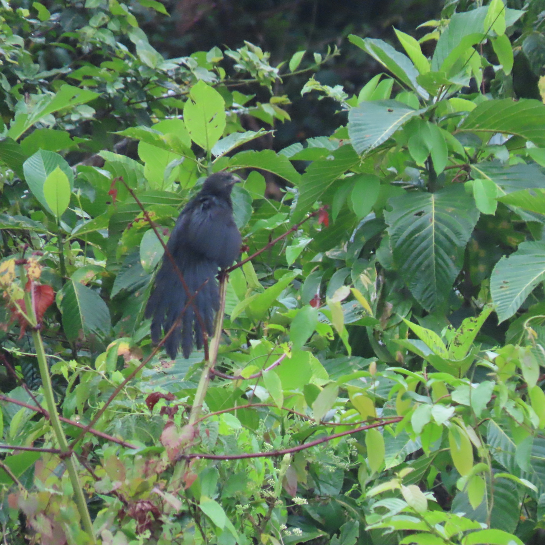 Black-billed Coucal (Centropus bernsteini), photo 5