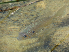 Lepomis gibbosus