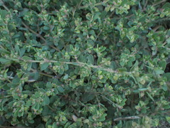 Euphorbia blodgettii
