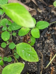 Pseudophilautus wynaadensis